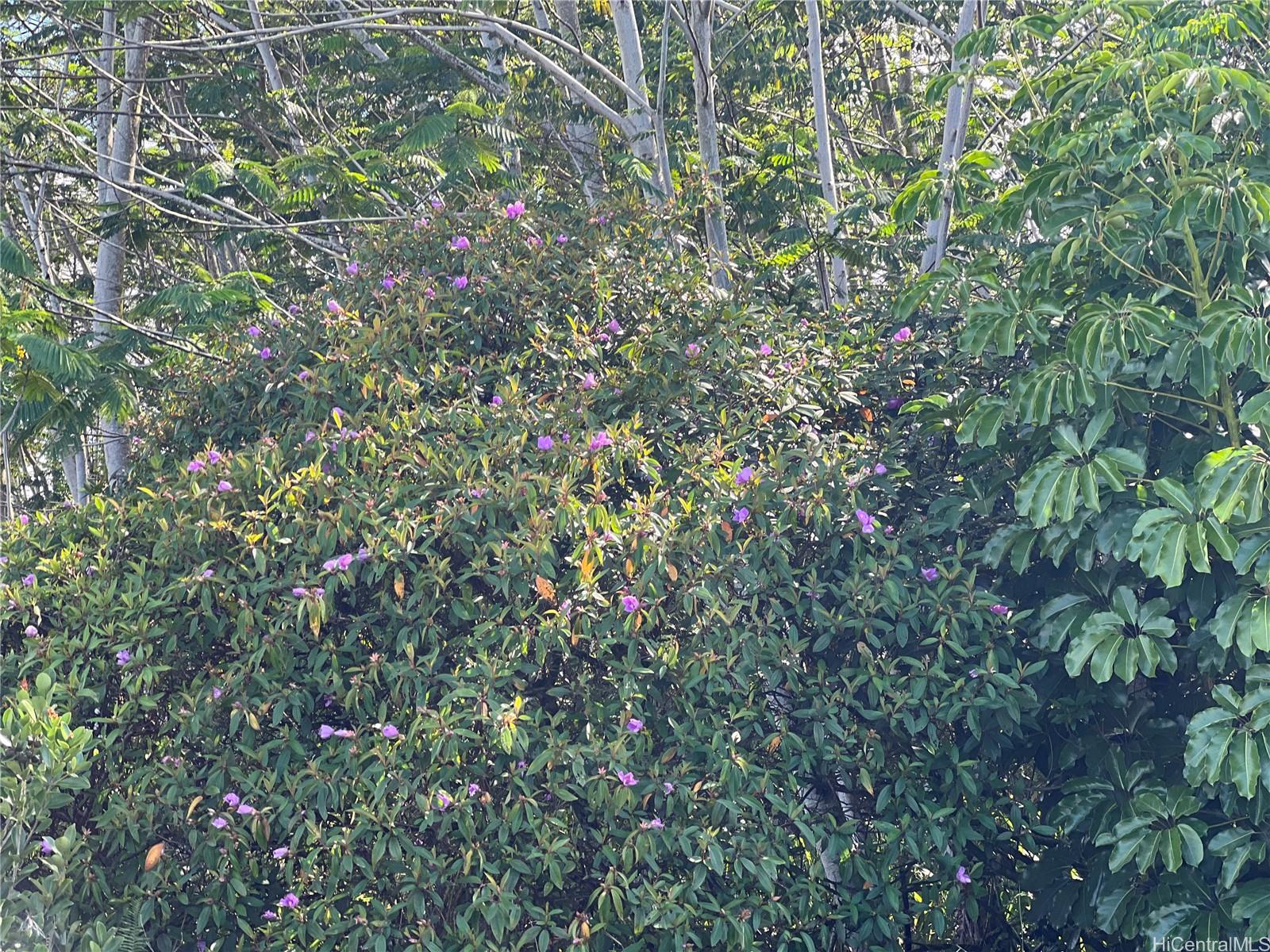 000 19th Ave  Keaau, Hi vacant land for sale - photo 11 of 15