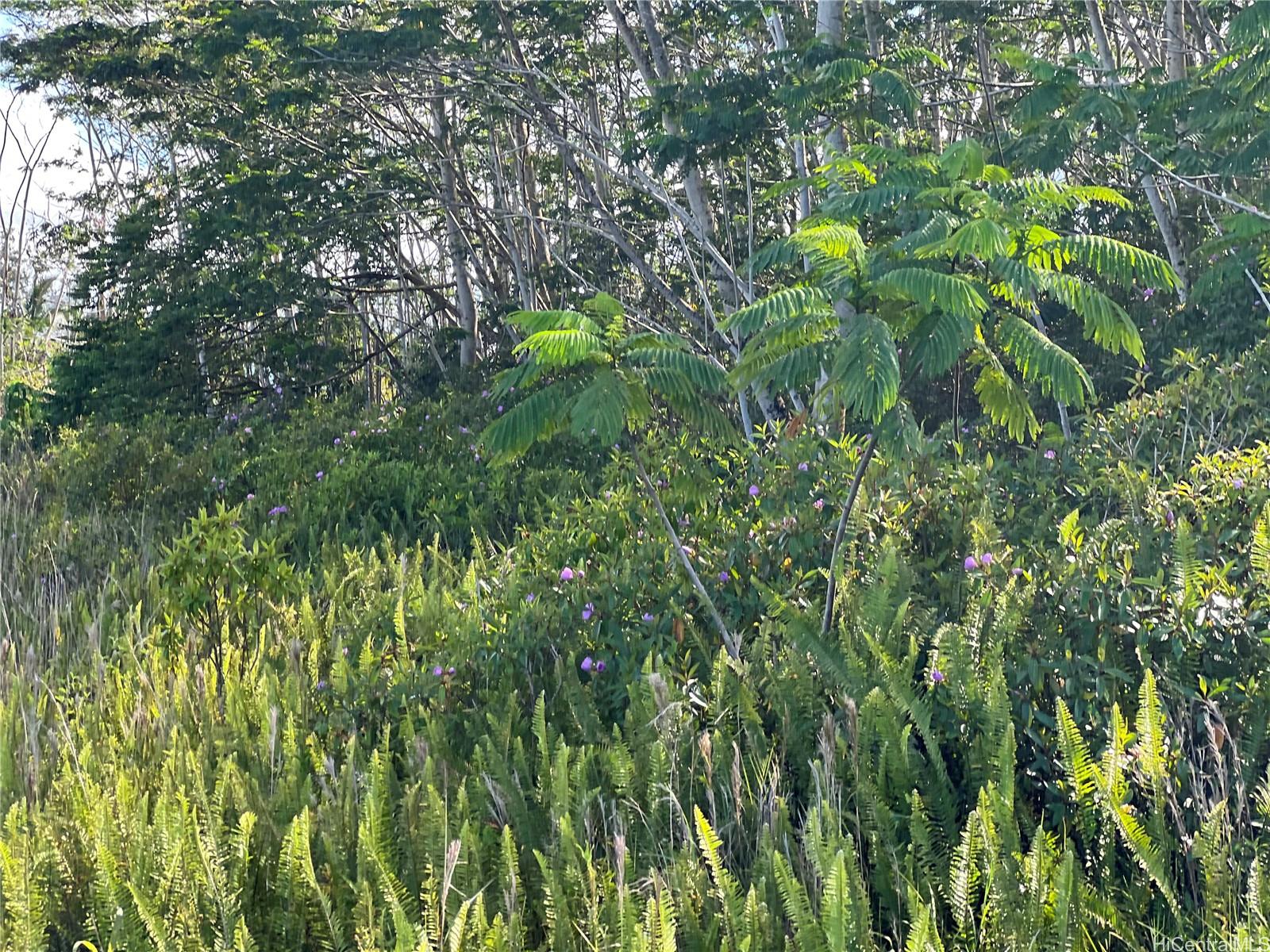 000 19th Ave  Keaau, Hi vacant land for sale - photo 12 of 15