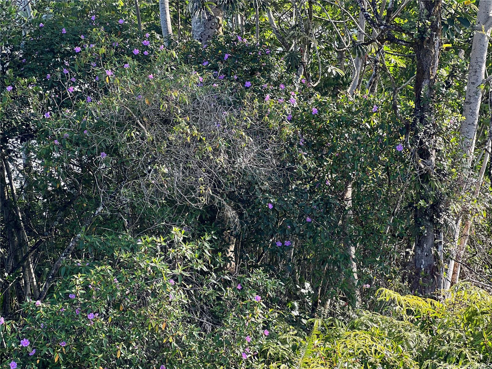 000 19th Ave  Keaau, Hi vacant land for sale - photo 13 of 15