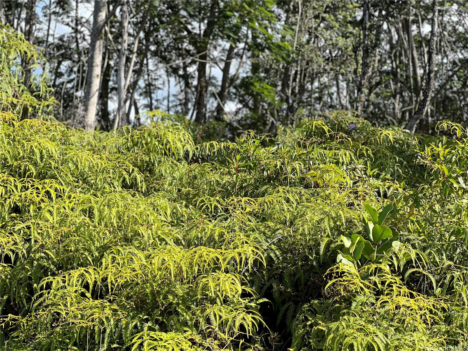 000 19th Ave  Keaau, Hi vacant land for sale - photo 7 of 15