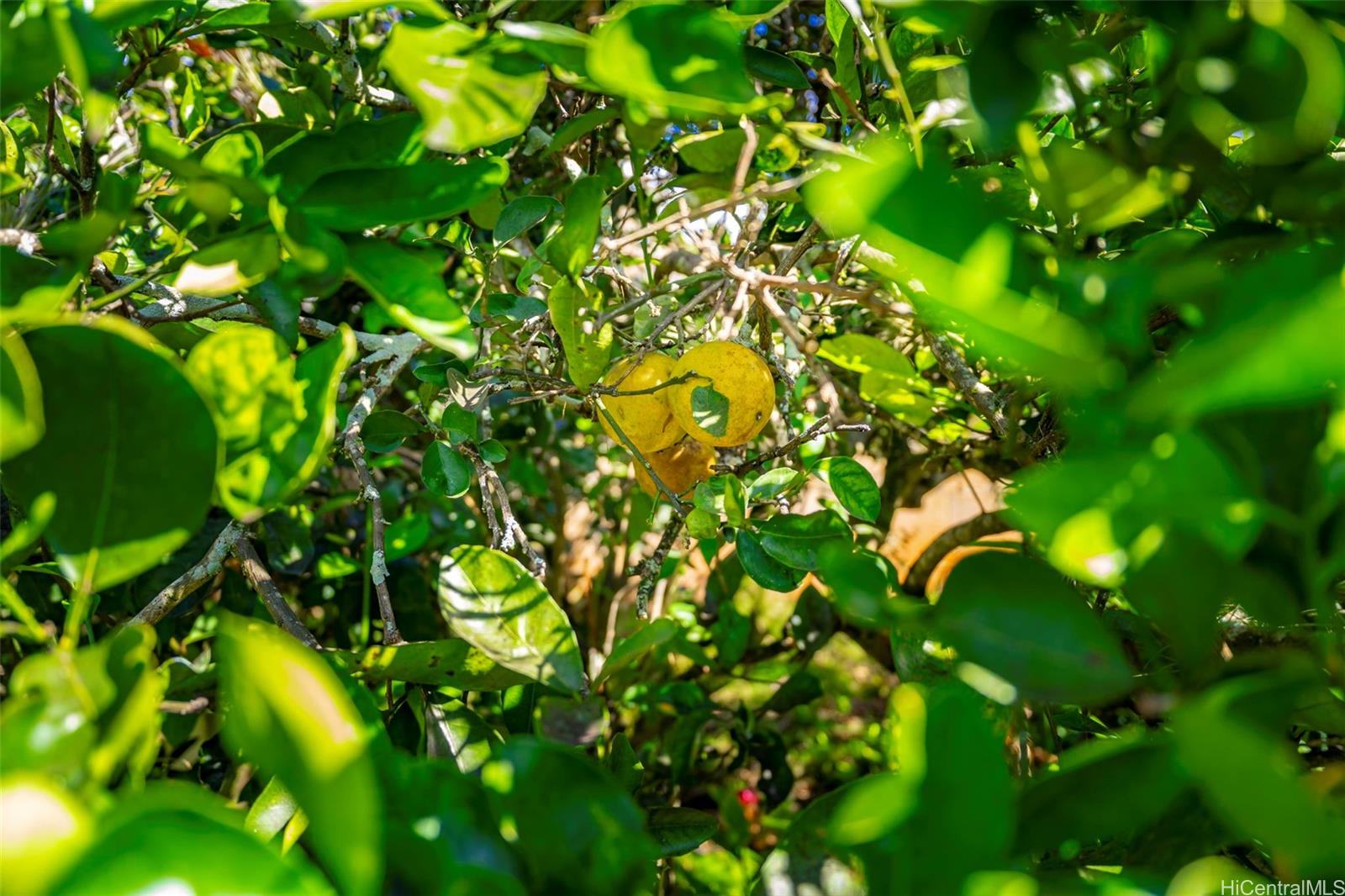 11  Nanea Ave Wahiawa Area, Central home - photo 25 of 25