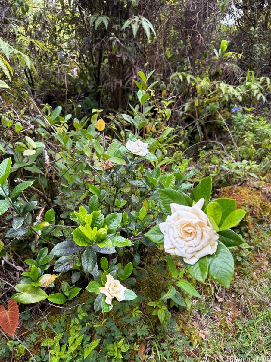 11-1778 Ahiukau Street  Mountain View, Hi vacant land for sale - photo 14 of 18
