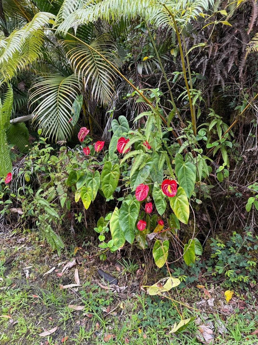 11-1778 Ahiukau Street  Mountain View, Hi vacant land for sale - photo 16 of 18