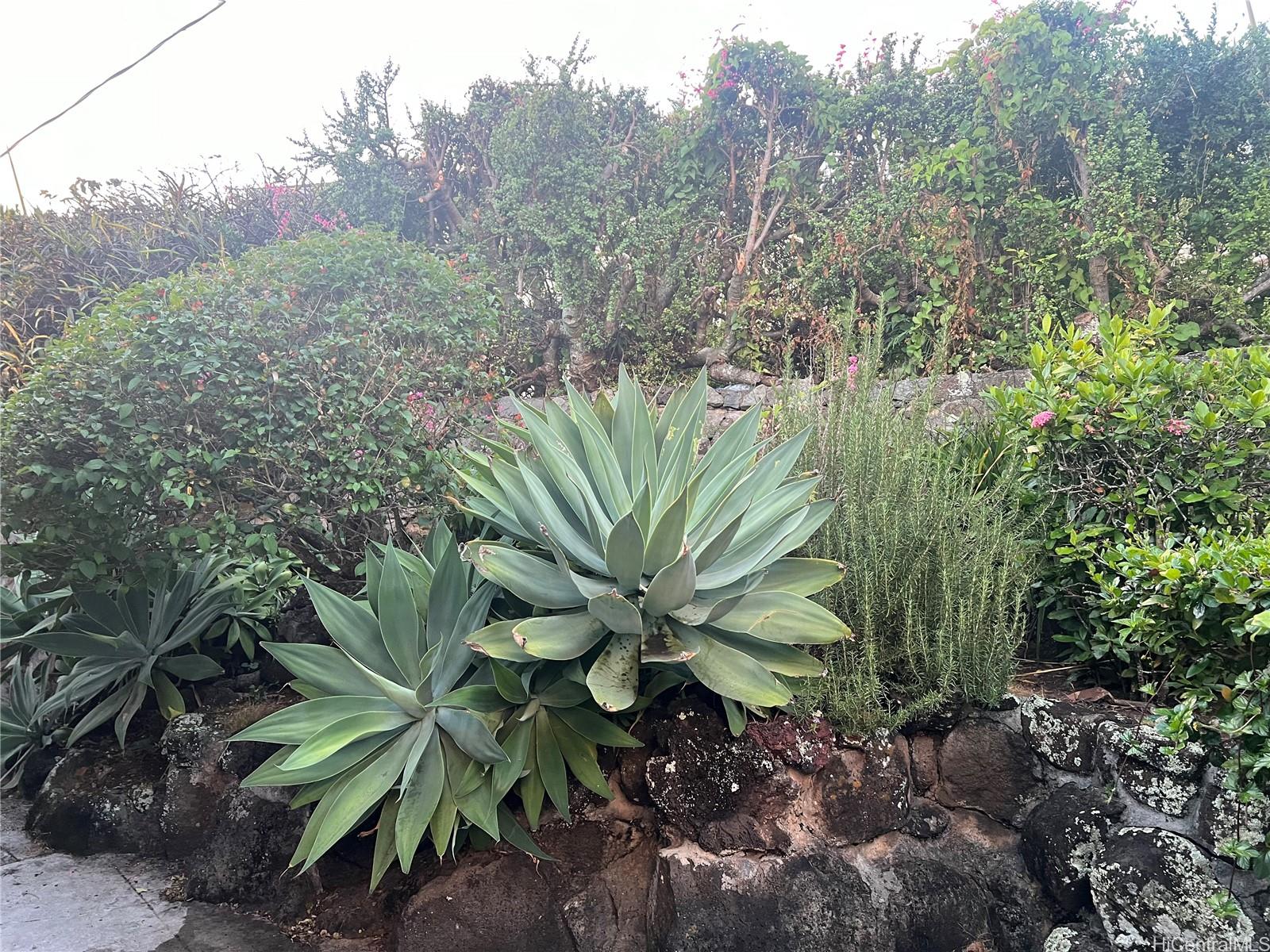 1248 Alewa Drive Honolulu - Rental - photo 8 of 13