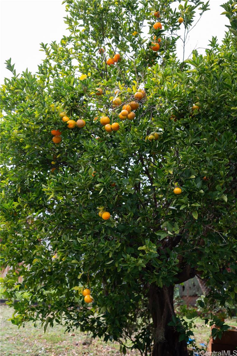 1310  Hoowali Street Pearl City-upper, PearlCity home - photo 10 of 11