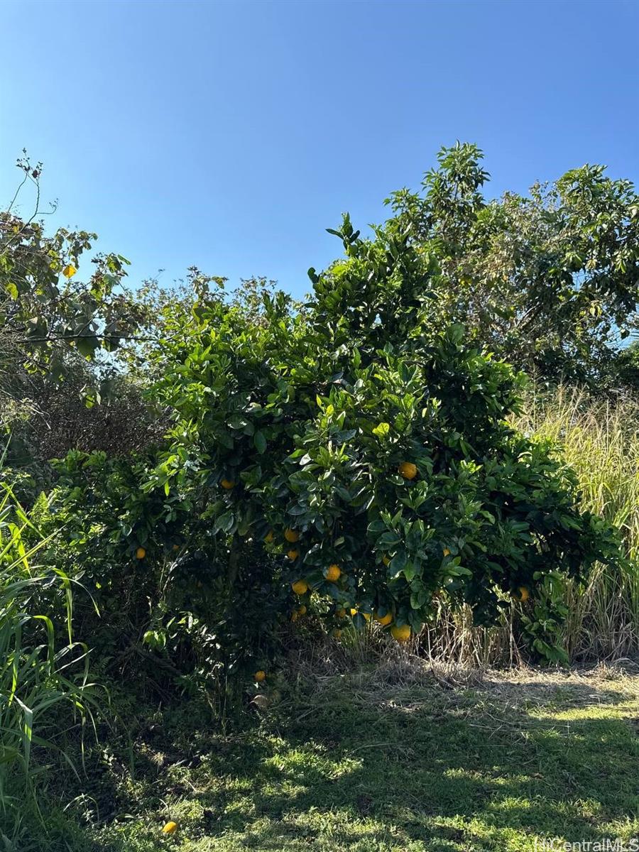 13-1368  Launahele Road Pahoa, Puna home - photo 21 of 25