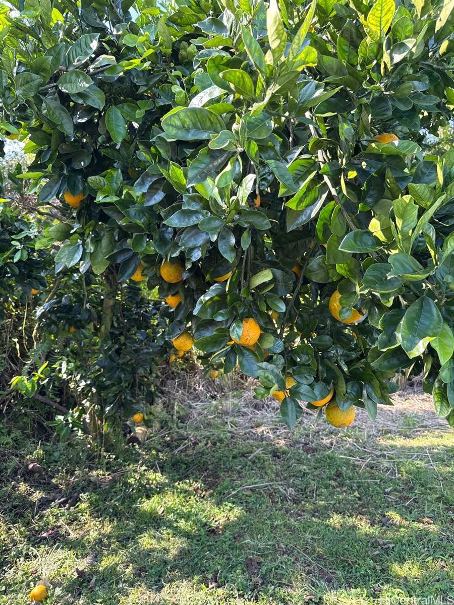 13-1368  Launahele Road Pahoa, Puna home - photo 22 of 25