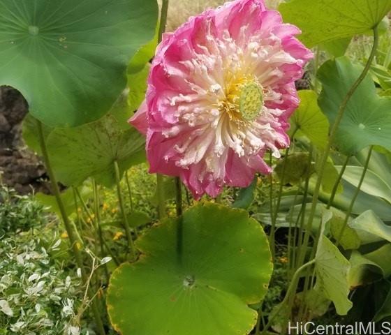 1445 Mokuna Place Honolulu - Rental - photo 20 of 24