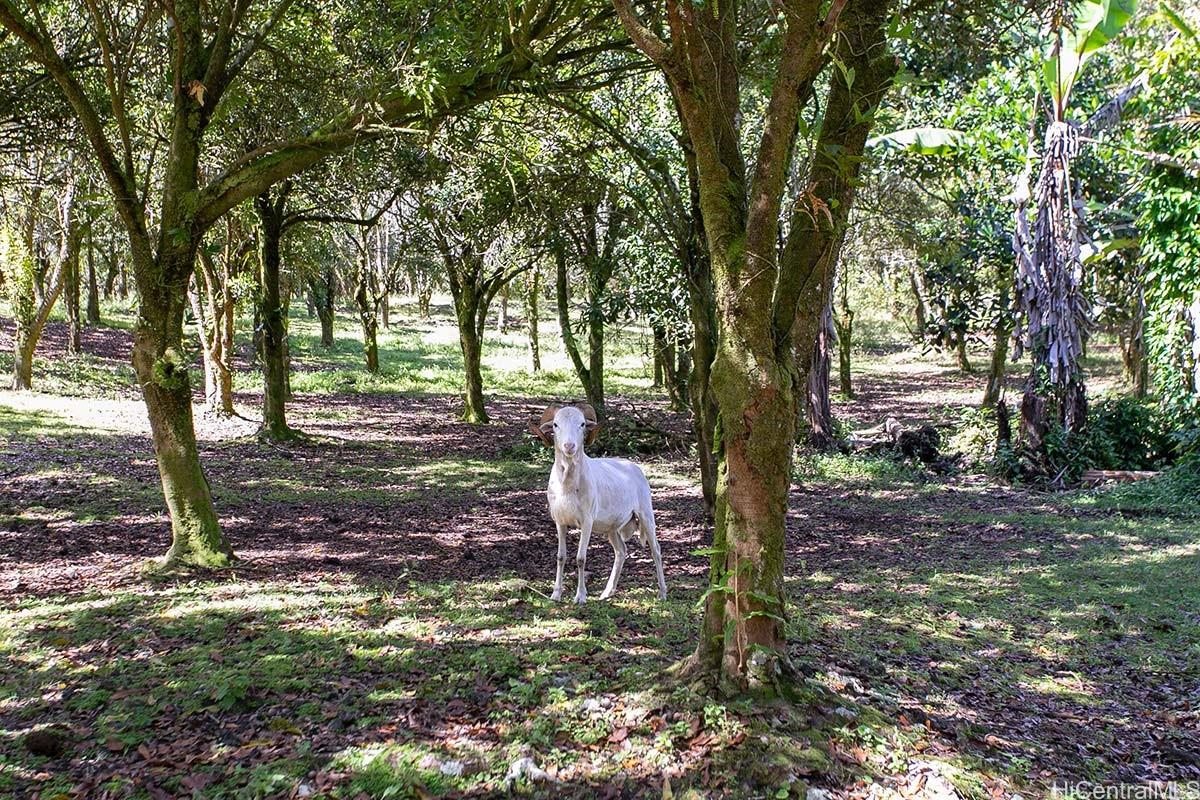 14-5079 Puua Road  Pahoa, Hi vacant land for sale - photo 24 of 25