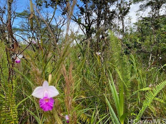 15-1675 7th Ave  Keaau, Hi vacant land for sale - photo 7 of 8