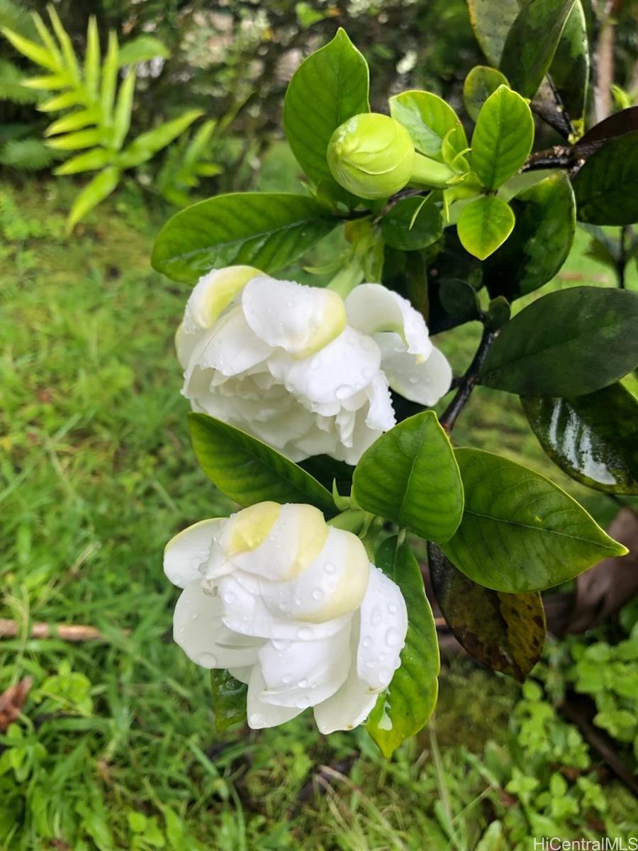 15-2811  Manalo St Hawaiian Shores, Puna home - photo 12 of 16