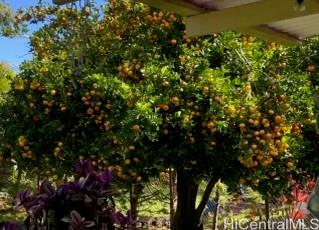 15-2811  Manalo St Hawaiian Shores, Puna home - photo 9 of 16