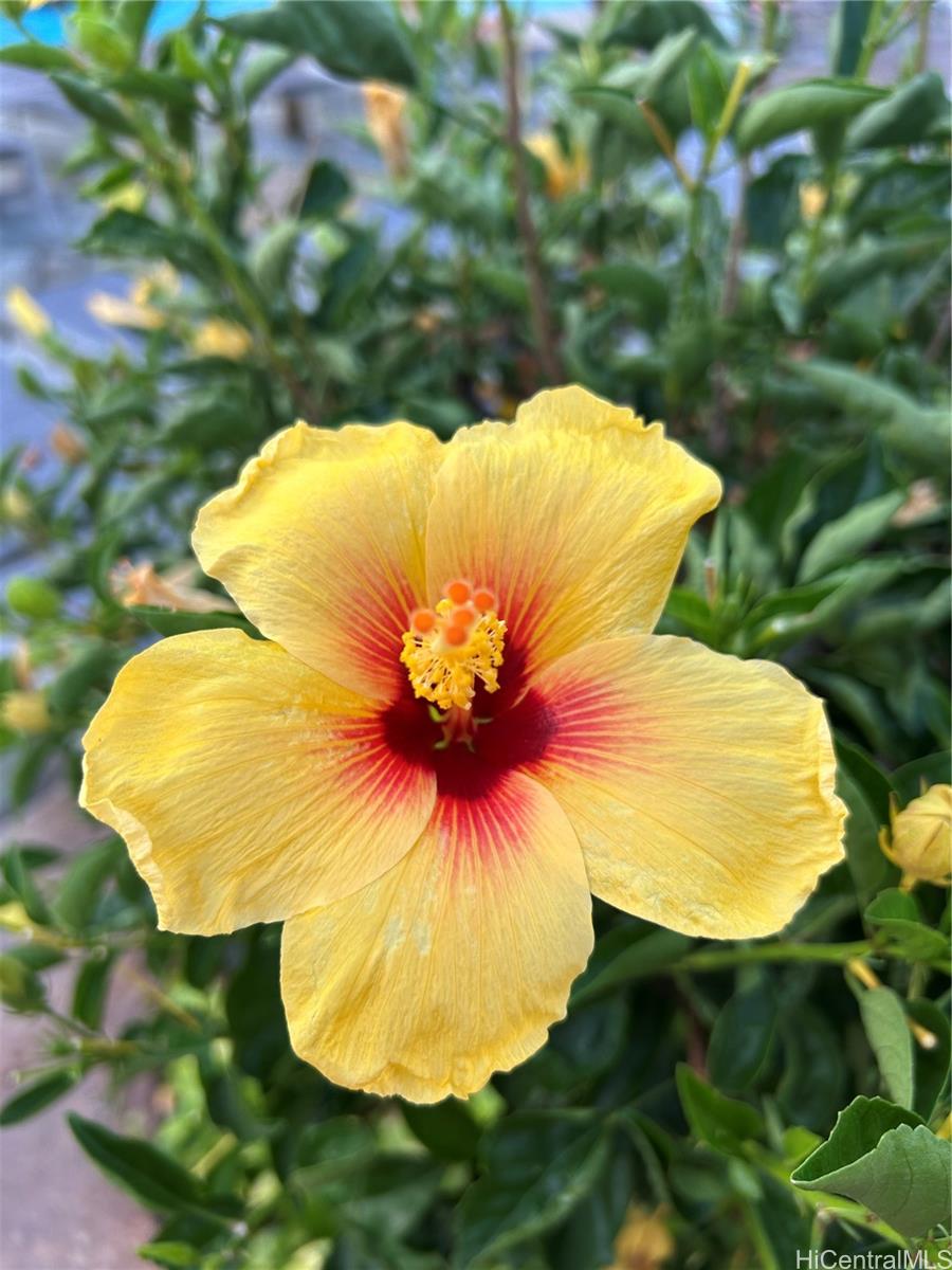 Royal Aloha condo # 509, Honolulu, Hawaii - photo 15 of 25