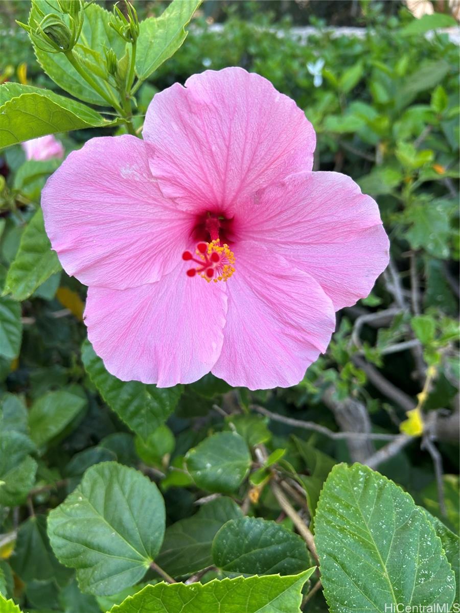 Royal Aloha condo # 509, Honolulu, Hawaii - photo 16 of 25