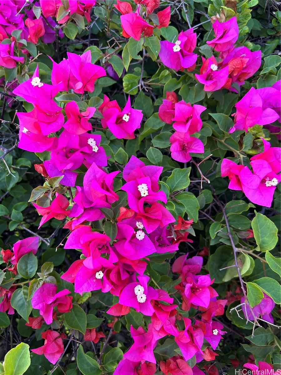 Royal Aloha condo # 509, Honolulu, Hawaii - photo 17 of 25