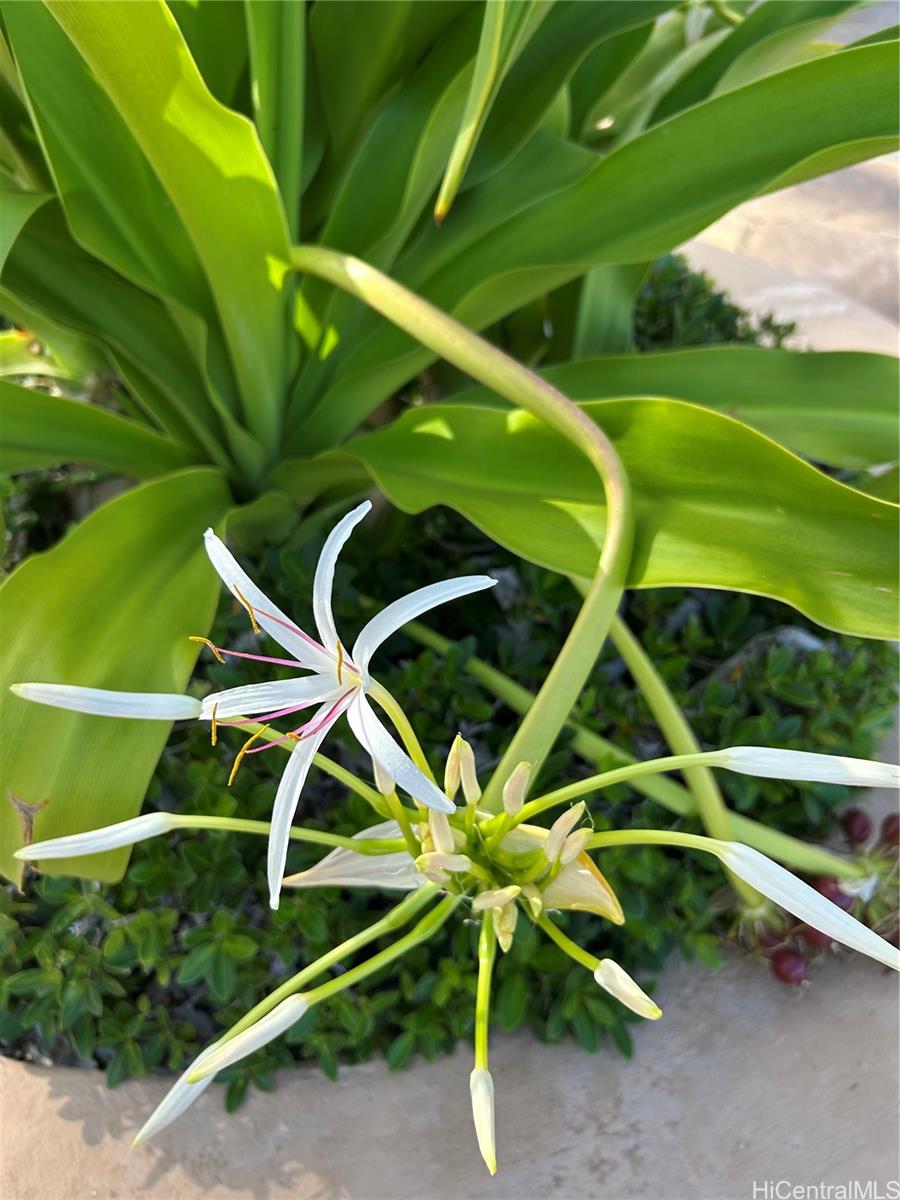 Royal Aloha condo # 509, Honolulu, Hawaii - photo 18 of 25