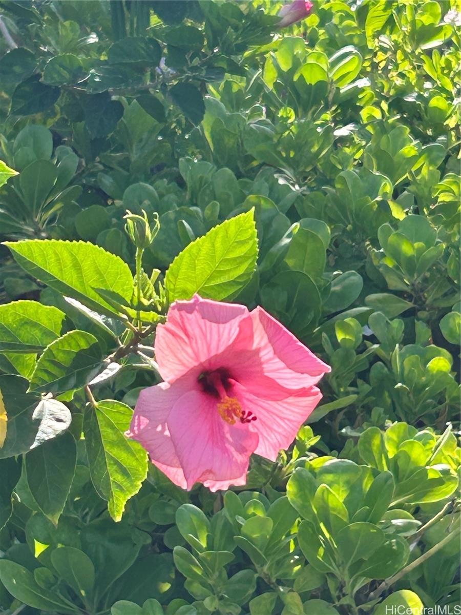 Royal Aloha condo # 509, Honolulu, Hawaii - photo 19 of 25