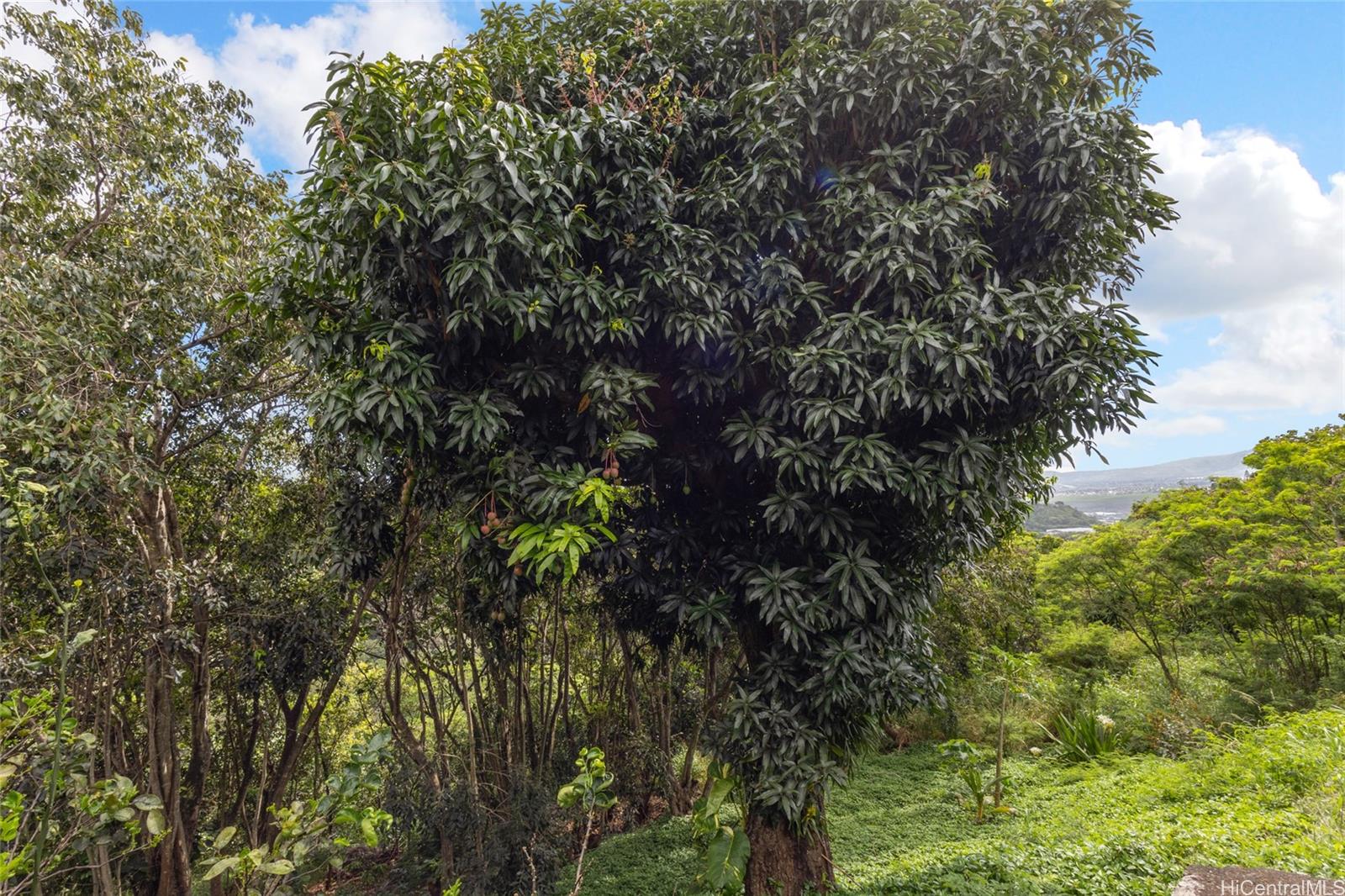 2265  Amokemoke St Pacific Palisades, PearlCity home - photo 20 of 25