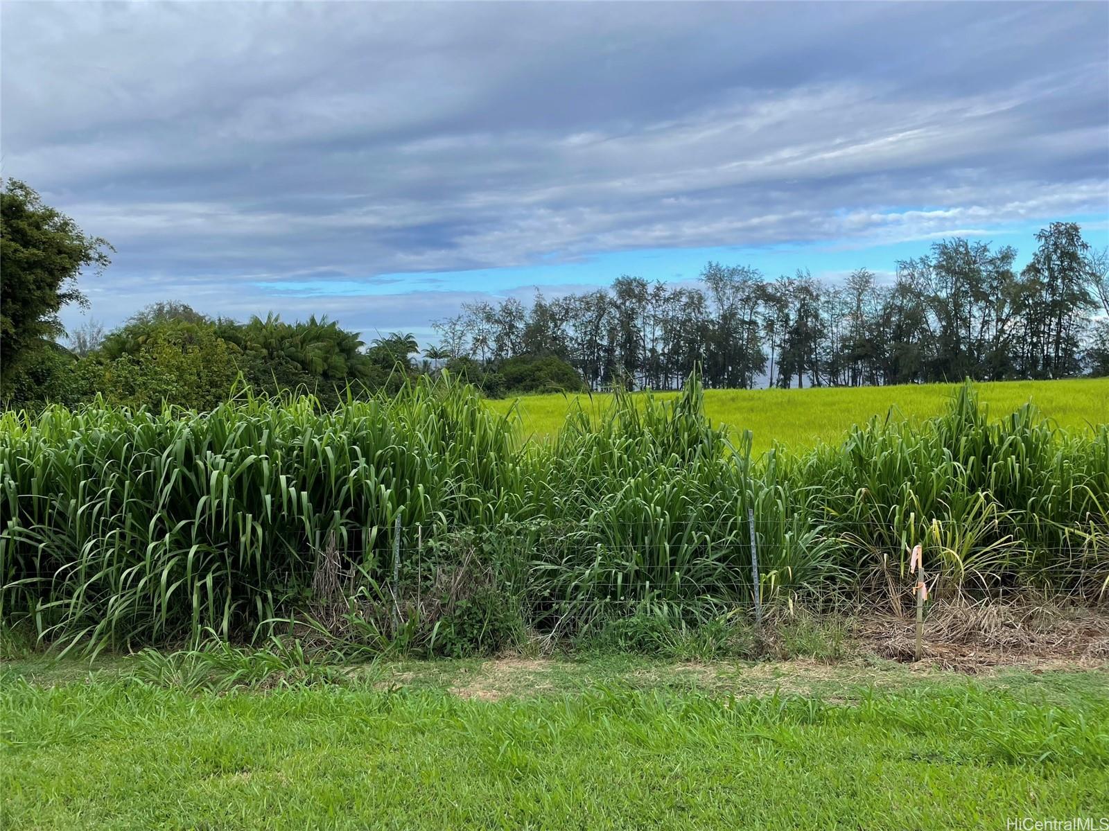 28-3280 Beach Rd  Pepeekeo, Hi vacant land for sale - photo 8 of 9