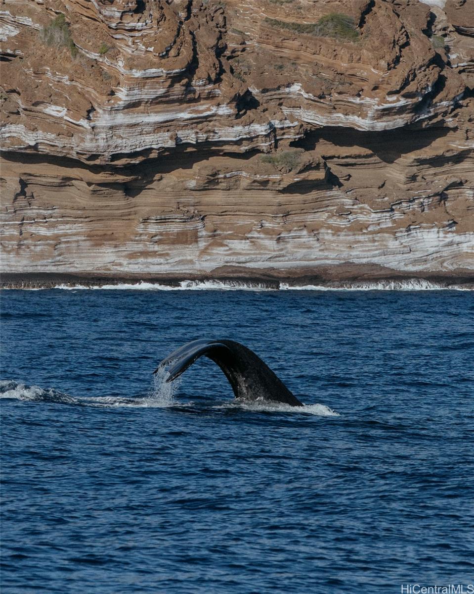 3 Poipu Dr  Honolulu, Hi vacant land for sale - photo 16 of 21