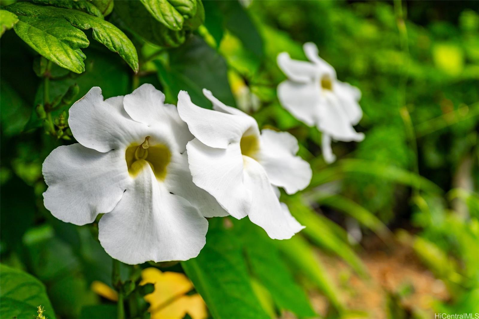 3775 Old Pali Road  Honolulu, Hi vacant land for sale - photo 16 of 19