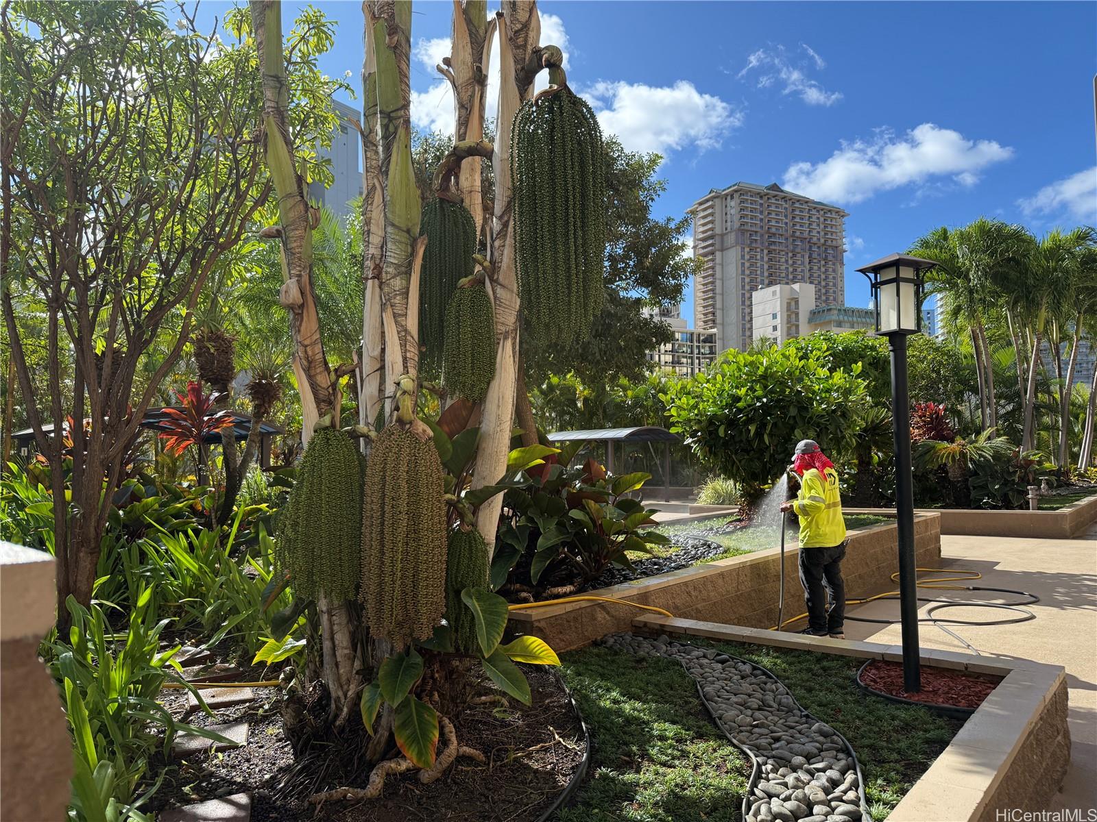 411 Hobron Ln Honolulu - Rental - photo 14 of 25