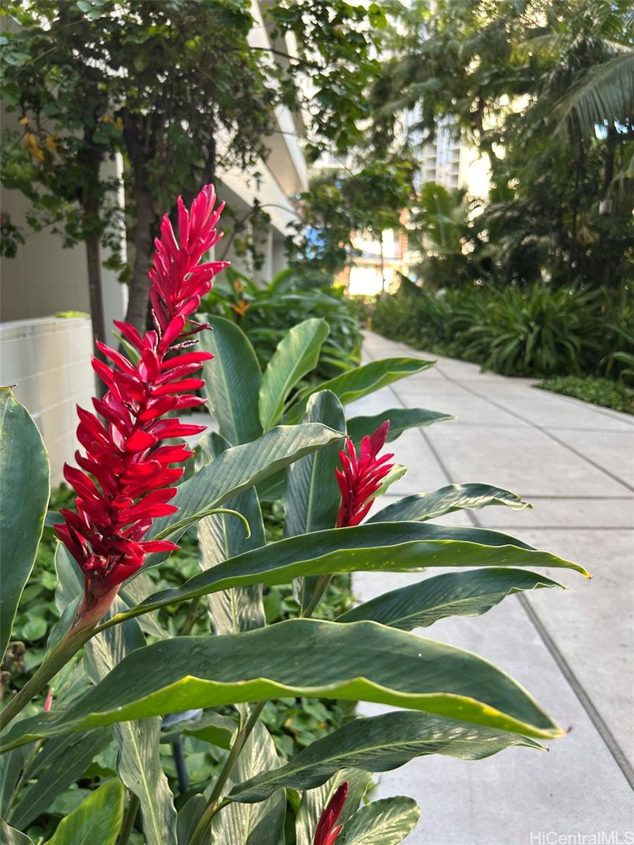 425 Ena Road Honolulu - Rental - photo 21 of 21