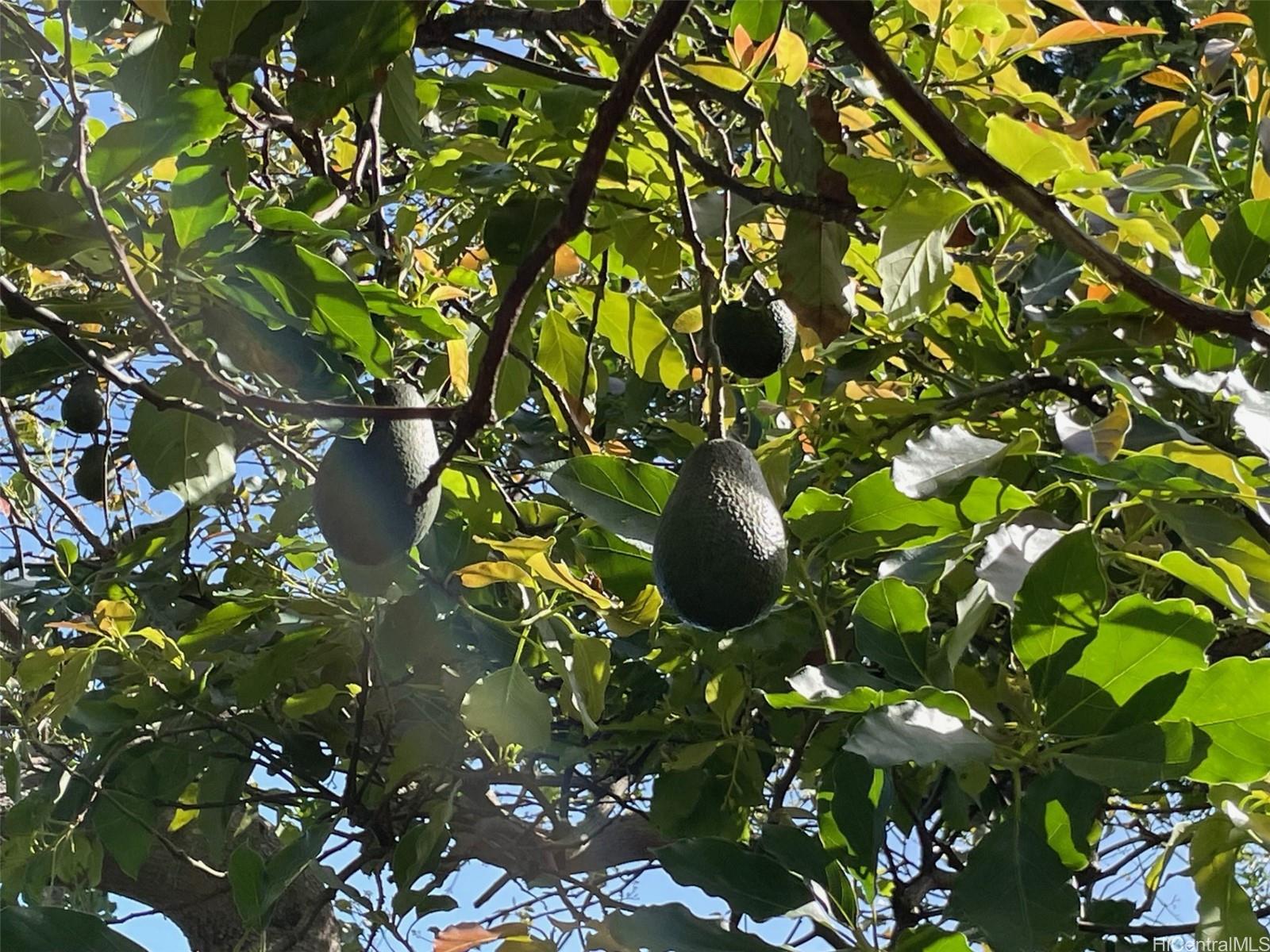 45-234  Kokokahi Place Kokokahi, Kaneohe home - photo 11 of 21