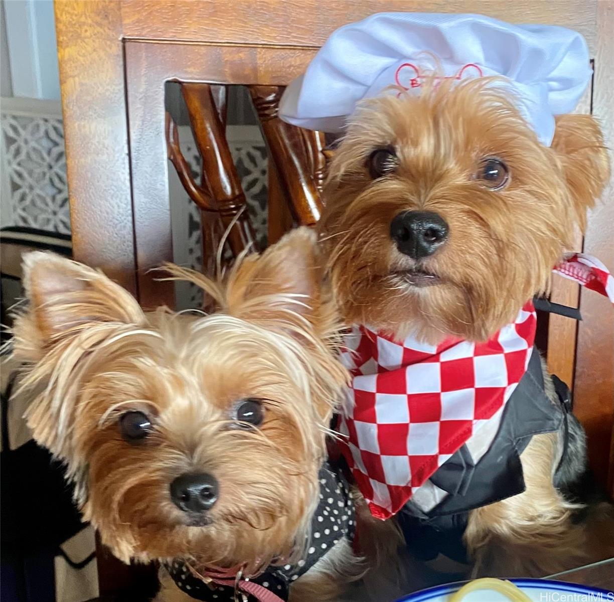 Puu Alii townhouse # 3832, Kaneohe, Hawaii - photo 19 of 21