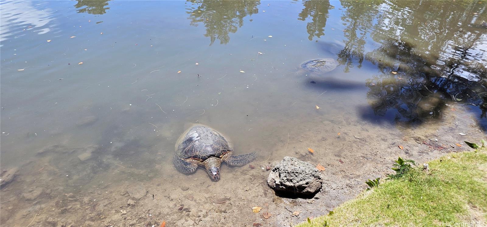 47-375 Kamehameha Hwy Kaneohe - Rental - photo 25 of 25