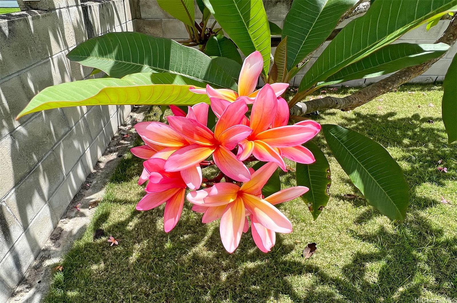 51-452  Kamehameha Hwy Kaaawa, Kaneohe home - photo 21 of 21