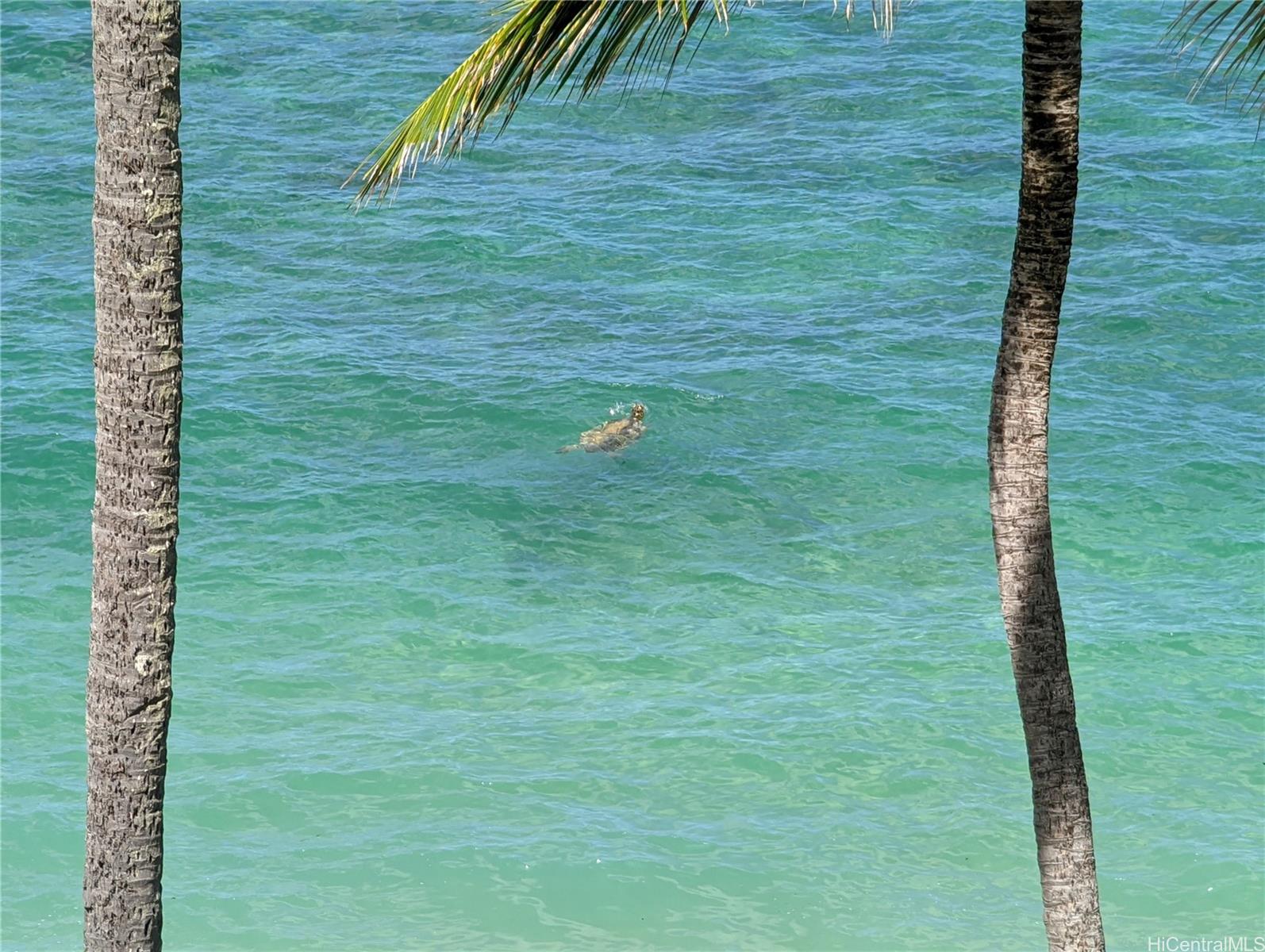 Pats at Punaluu condo # 713, Hauula, Hawaii - photo 21 of 23