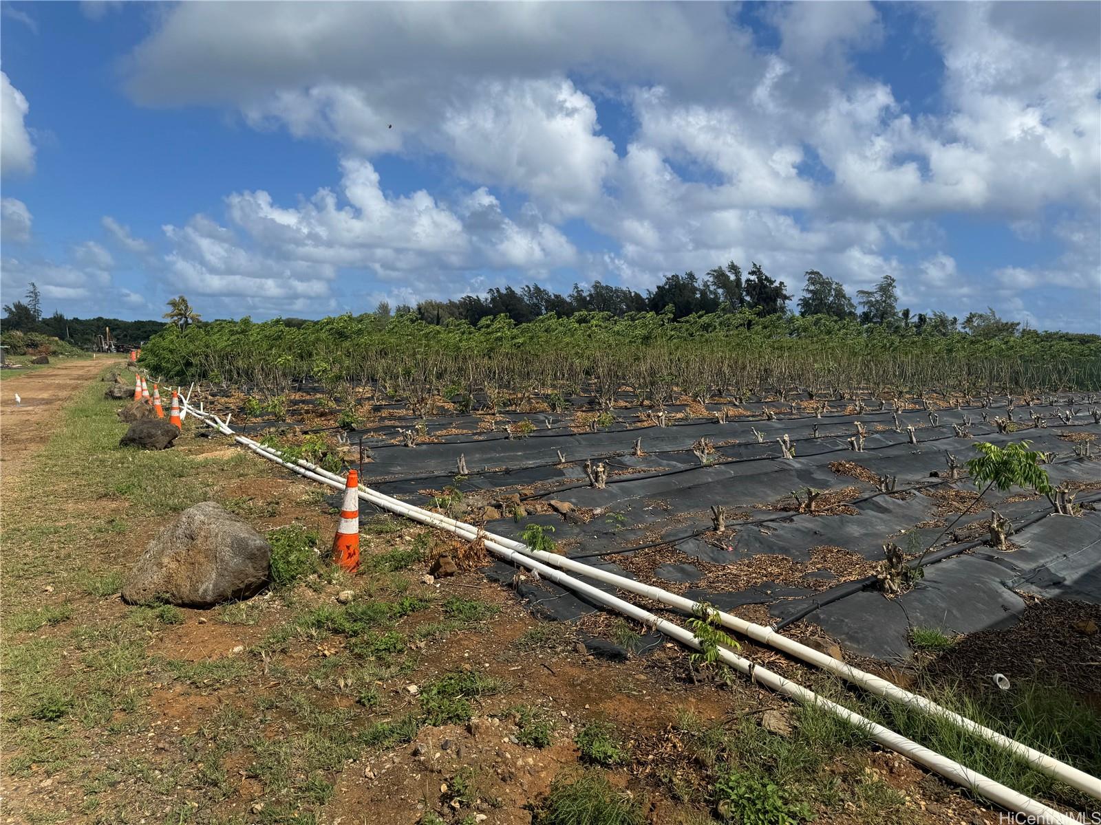 53-720  Kamehameha Hwy Punaluu, Kaneohe home - photo 13 of 23