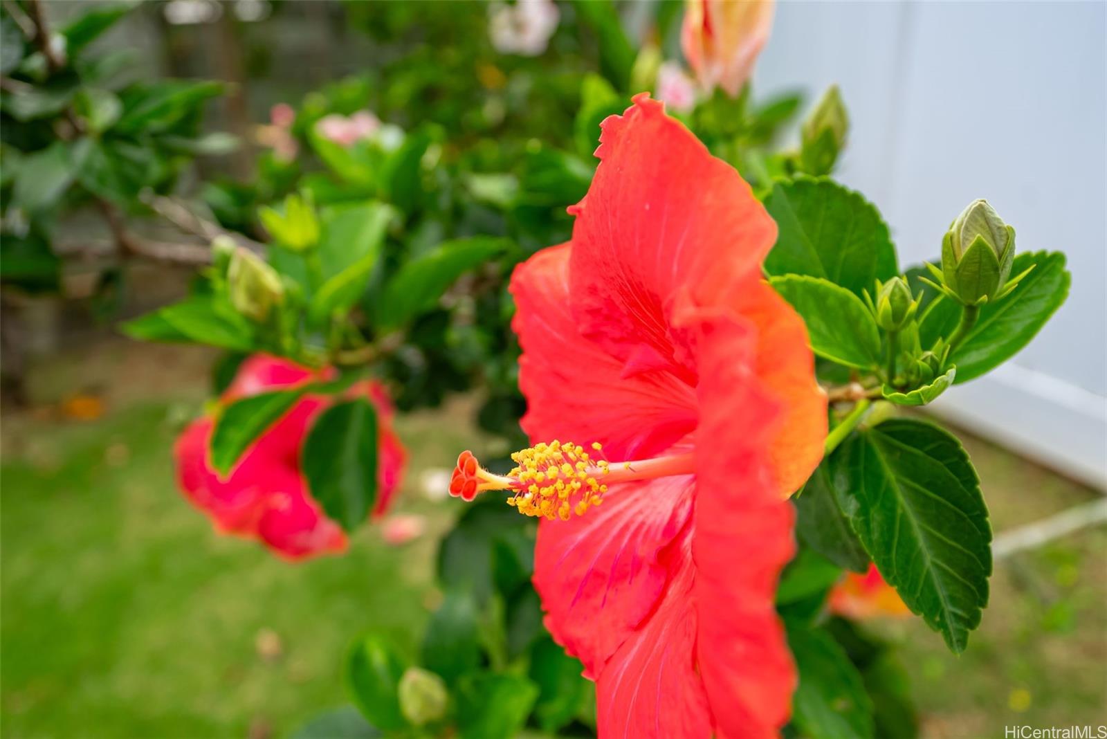 554  Ulukanu Street Olomana, Kailua home - photo 24 of 24