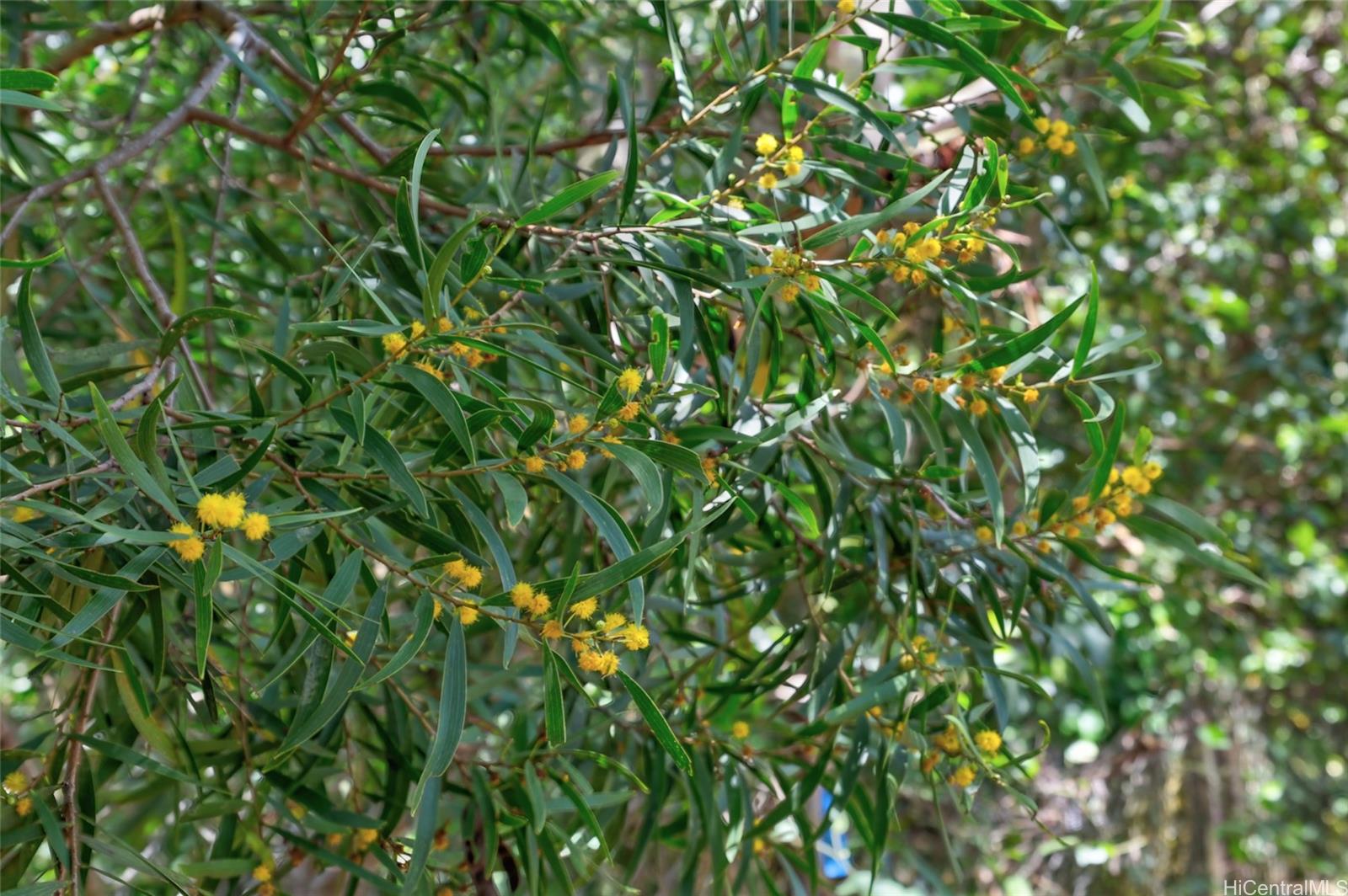 59-439 Alapio Rd  Haleiwa, Hi vacant land for sale - photo 18 of 25