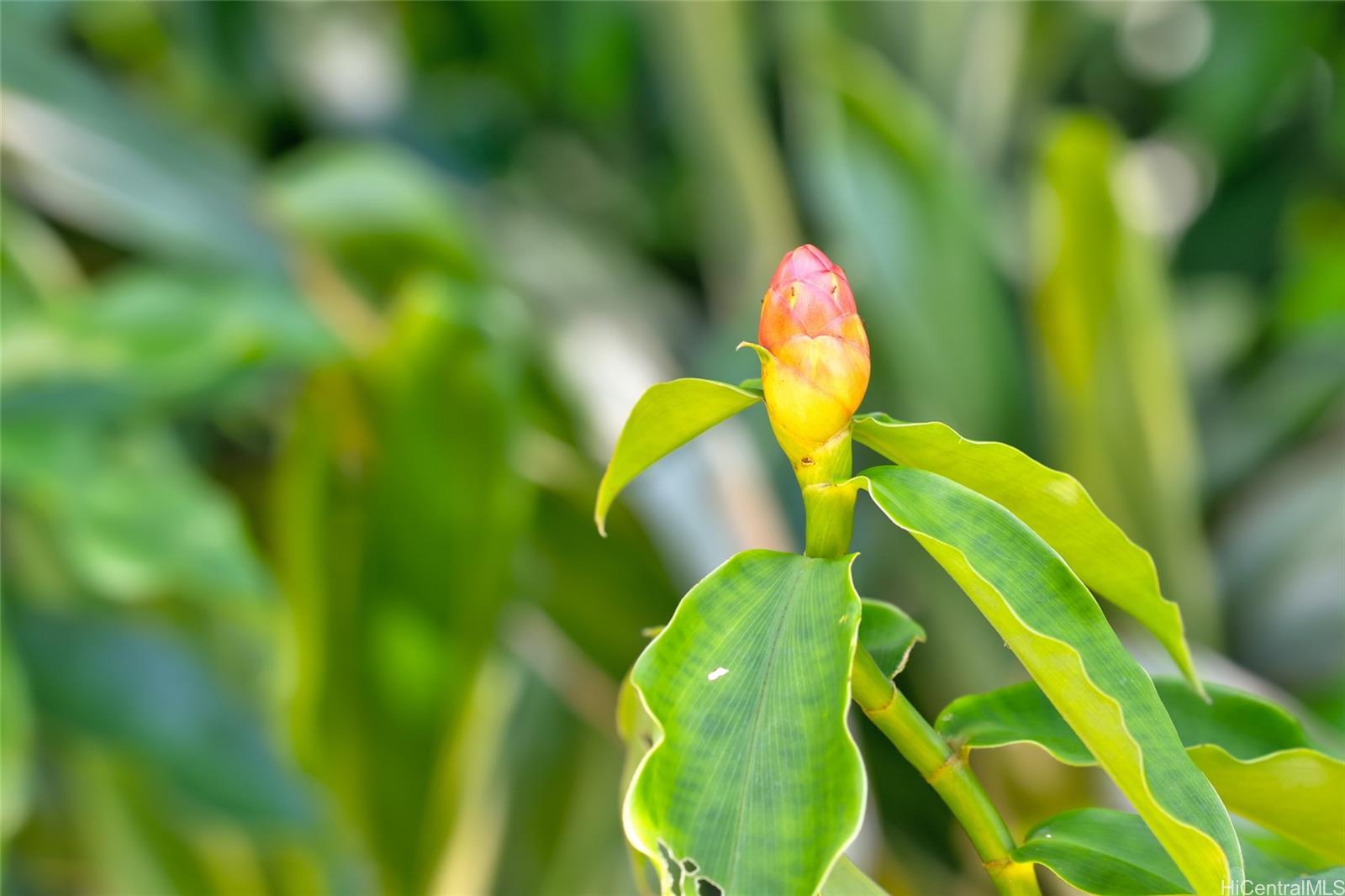 59-439 Alapio Rd  Haleiwa, Hi vacant land for sale - photo 23 of 25