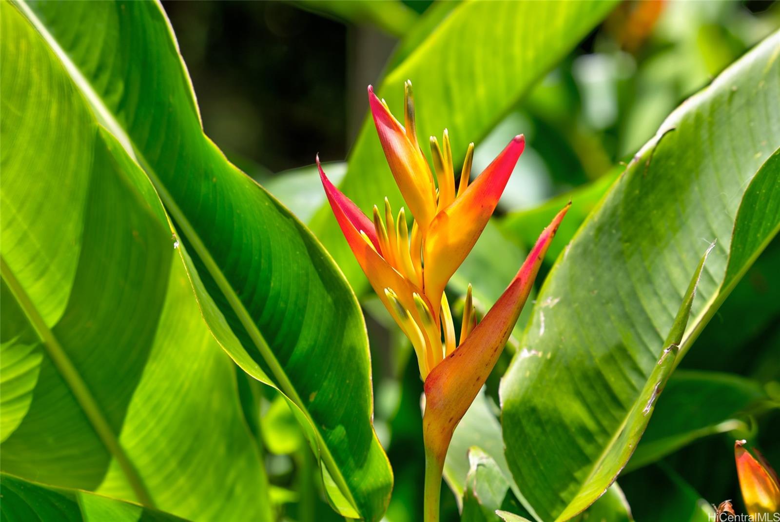 59-439 Alapio Rd  Haleiwa, Hi vacant land for sale - photo 24 of 25