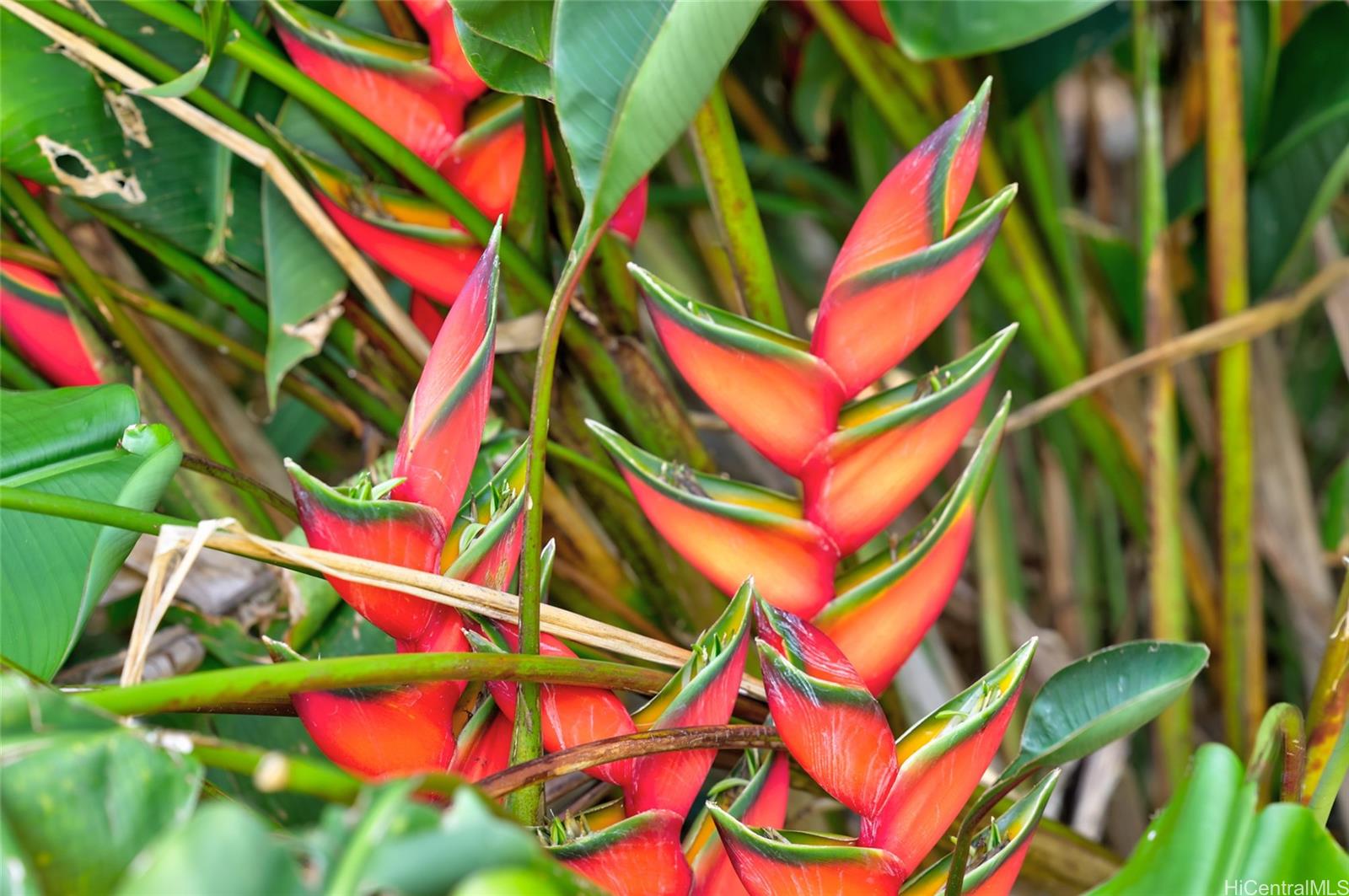 59-439 Alapio Rd  Haleiwa, Hi vacant land for sale - photo 25 of 25