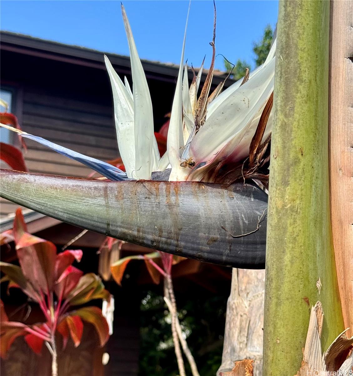 59-530 Hoalike Road Haleiwa - Rental - photo 23 of 23