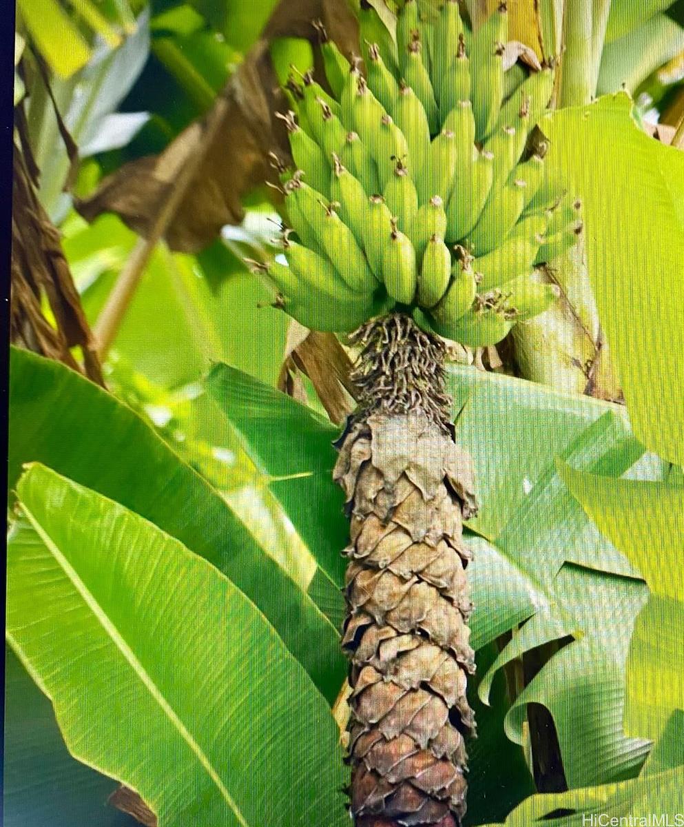 59-543  Alapio Road Pupukea, North Shore home - photo 13 of 21