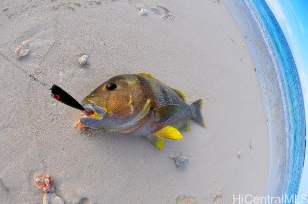 61-1121 Kaukonahua Road 5 Waialua, Hi vacant land for sale - photo 8 of 19