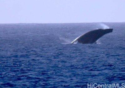 61-313 Kamehameha Hwy Haleiwa - Rental - photo 8 of 17