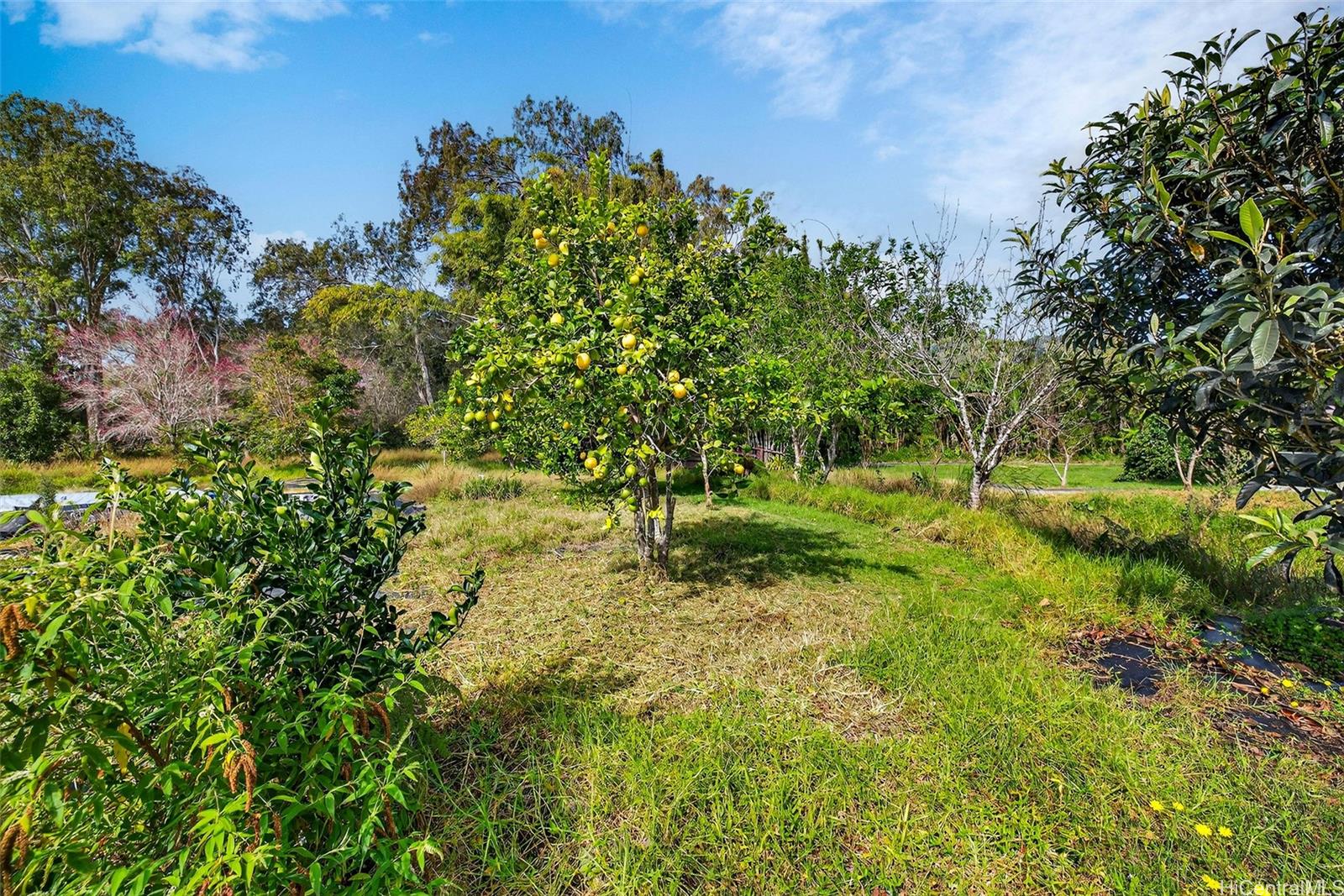 64-645  Mamalahoa Hwy Puukapu Hmstd, South Kohala home - photo 19 of 24