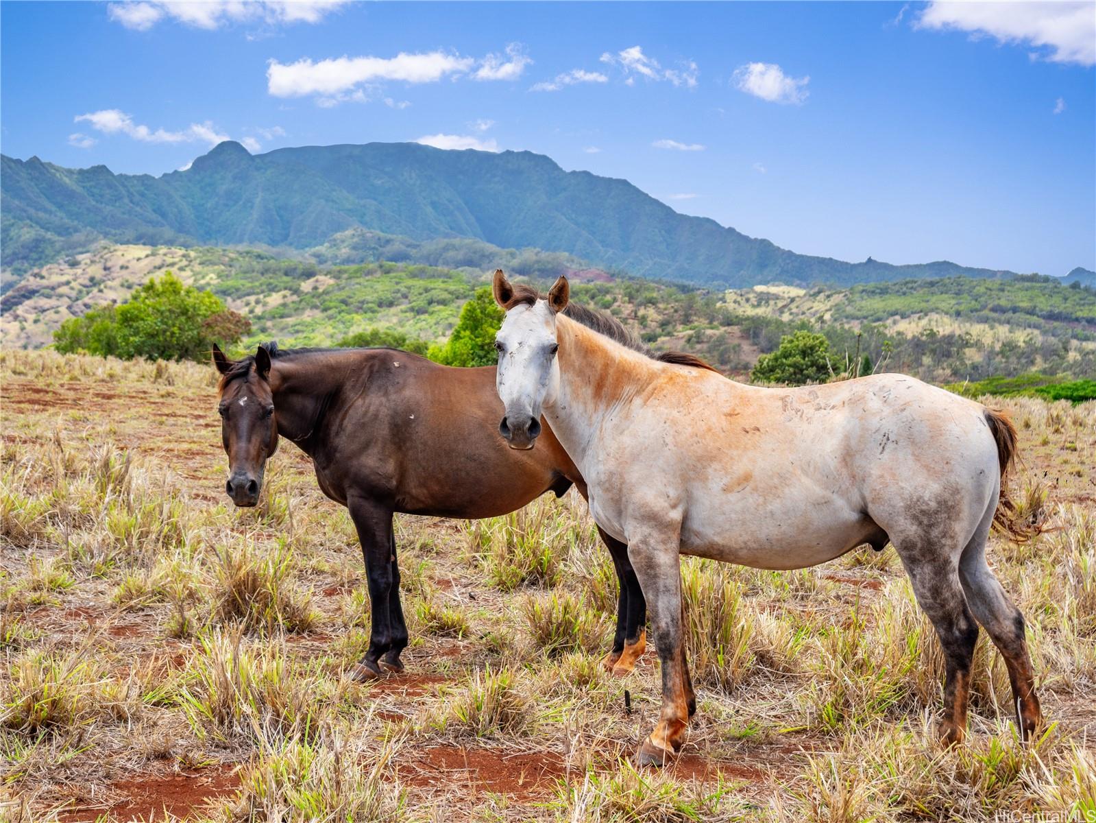 65-283 Kaukonahua Road 6 Waialua, Hi vacant land for sale - photo 13 of 25