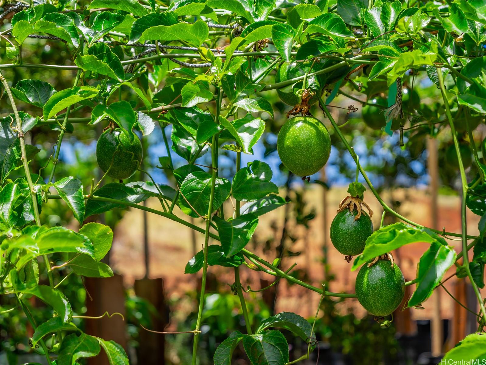 65-283 Kaukonahua Road 8 Waialua, Hi vacant land for sale - photo 14 of 25