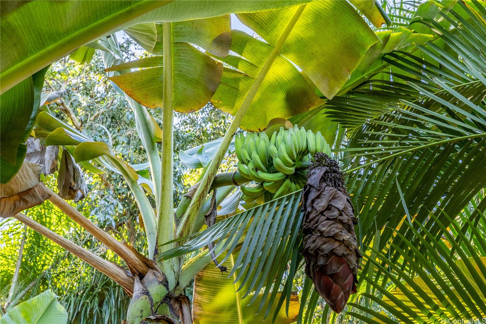 66-193 Kamehameha Hwy  Haleiwa, Hi vacant land for sale - photo 7 of 8