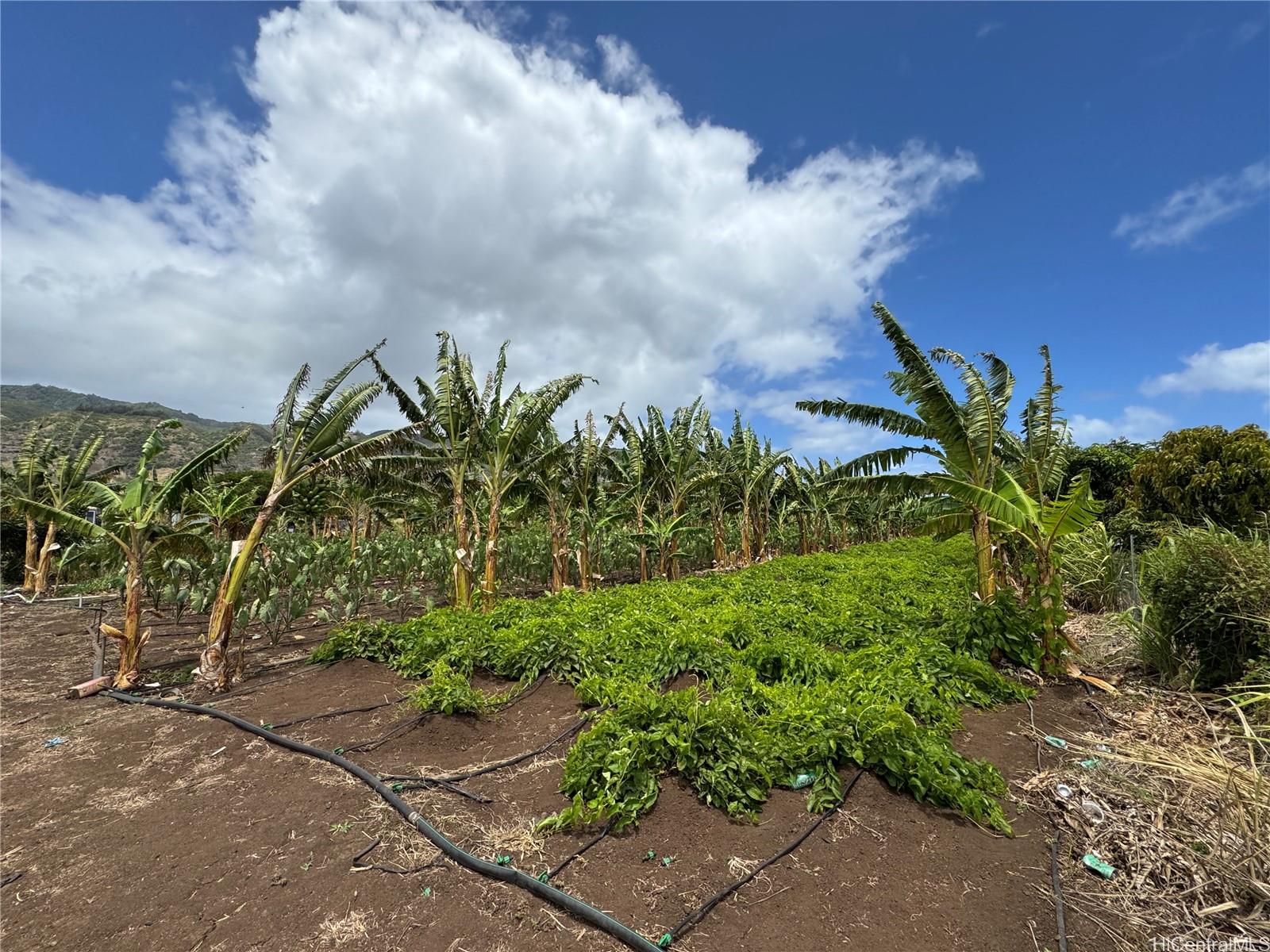 68-670 Farrington Hwy 10 Waialua, Hi vacant land for sale - photo 3 of 11