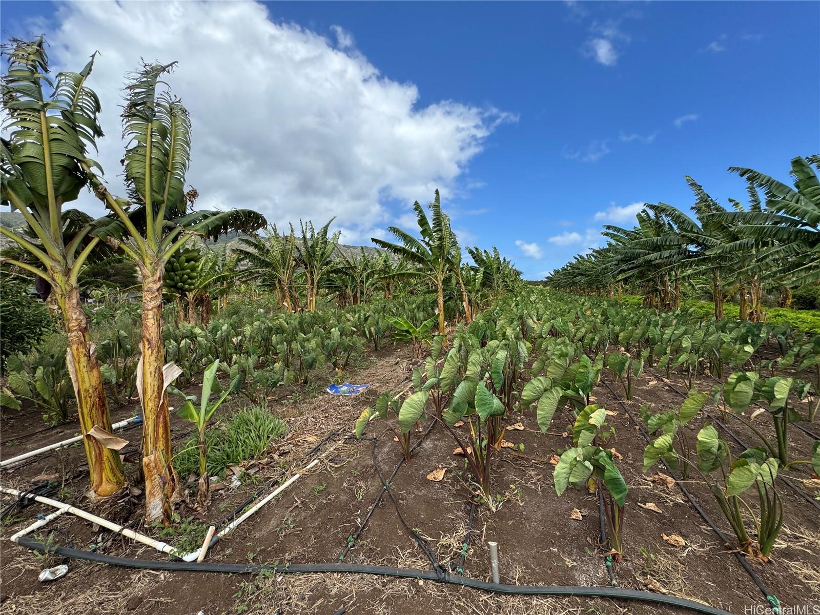 68-670 Farrington Hwy 10 Waialua, Hi vacant land for sale - photo 4 of 11