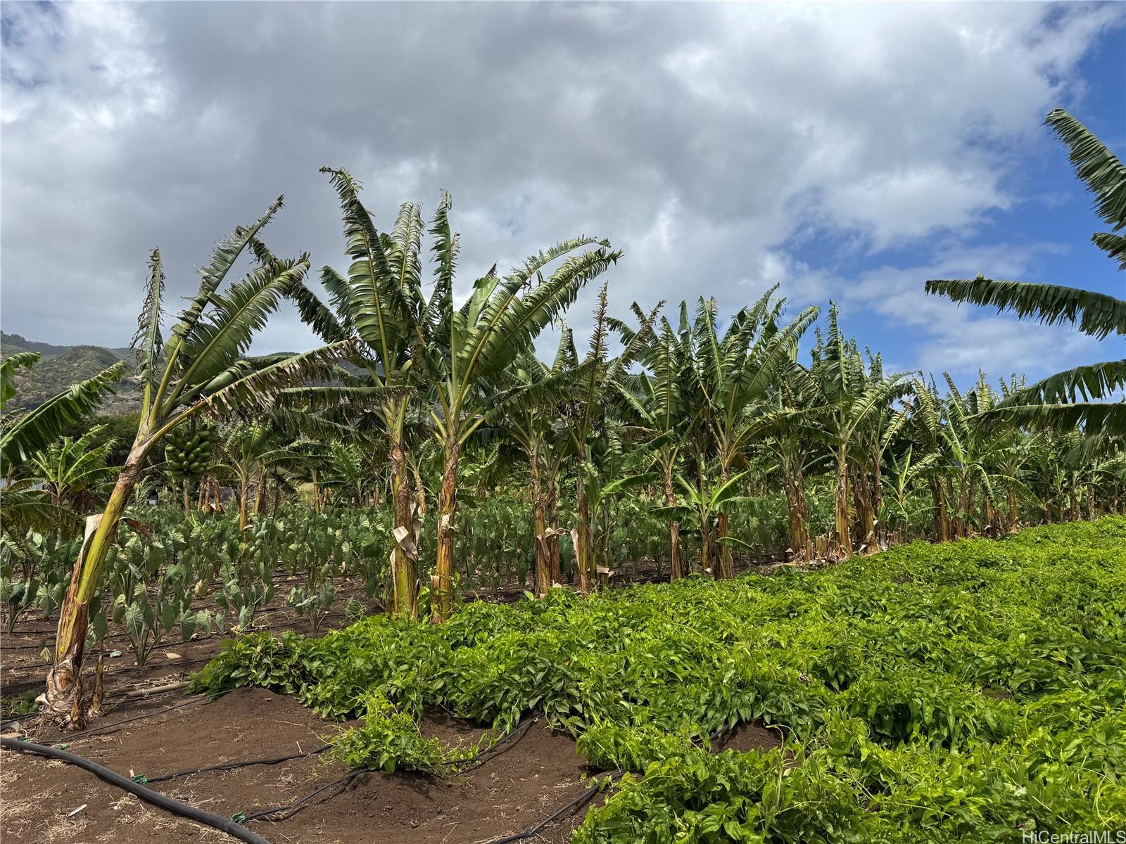 68-670 Farrington Hwy 10 Waialua, Hi vacant land for sale - photo 5 of 11