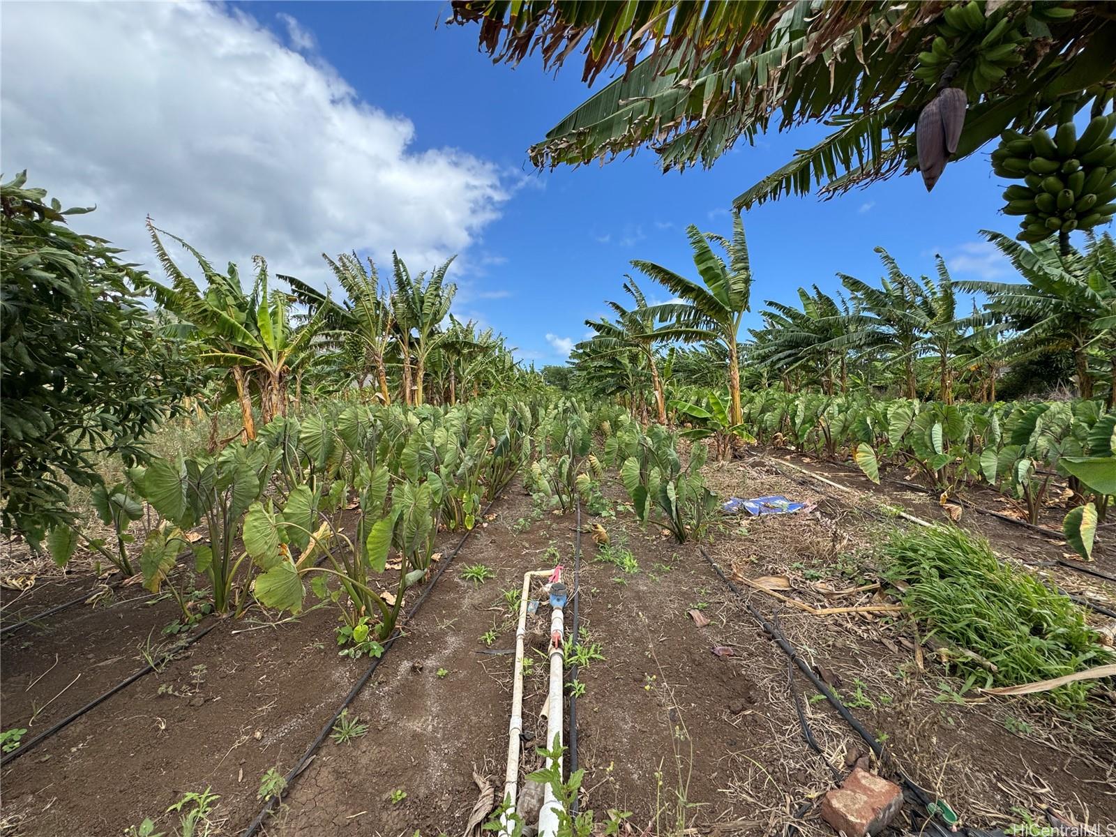 68-670 Farrington Hwy 10 Waialua, Hi vacant land for sale - photo 6 of 11